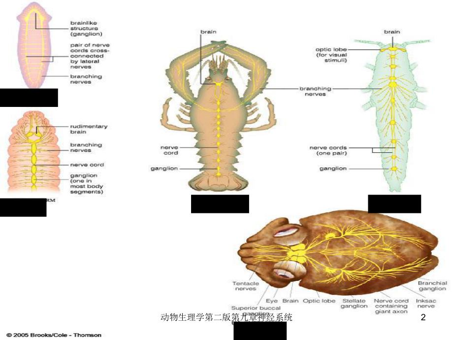 动物生理学第二版第九章神经系统课件.ppt_第2页