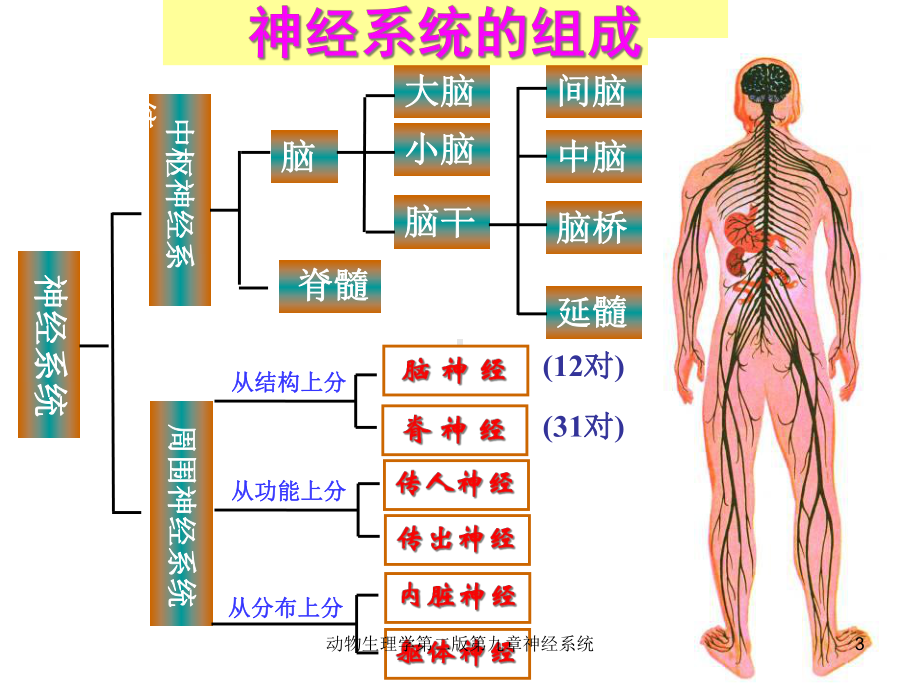 动物生理学第二版第九章神经系统课件.ppt_第3页