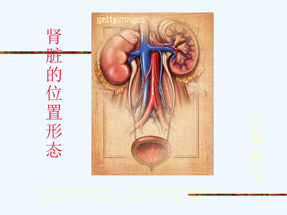 小儿血尿的鉴别诊断(he)课件.ppt_第3页