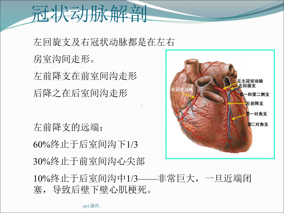 冠状动脉造影识图课件-2.ppt_第3页