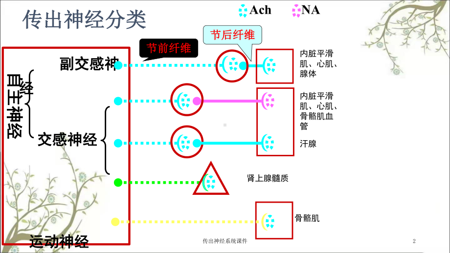 传出神经系统课件.ppt_第2页