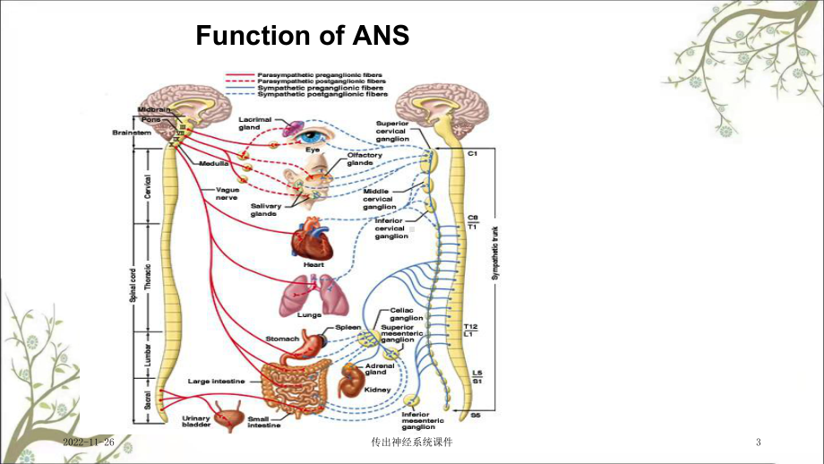 传出神经系统课件.ppt_第3页