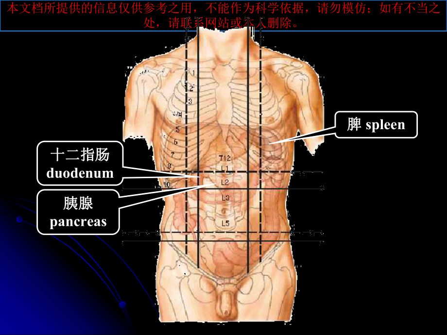 人的十二指肠结构培训课件.ppt_第1页