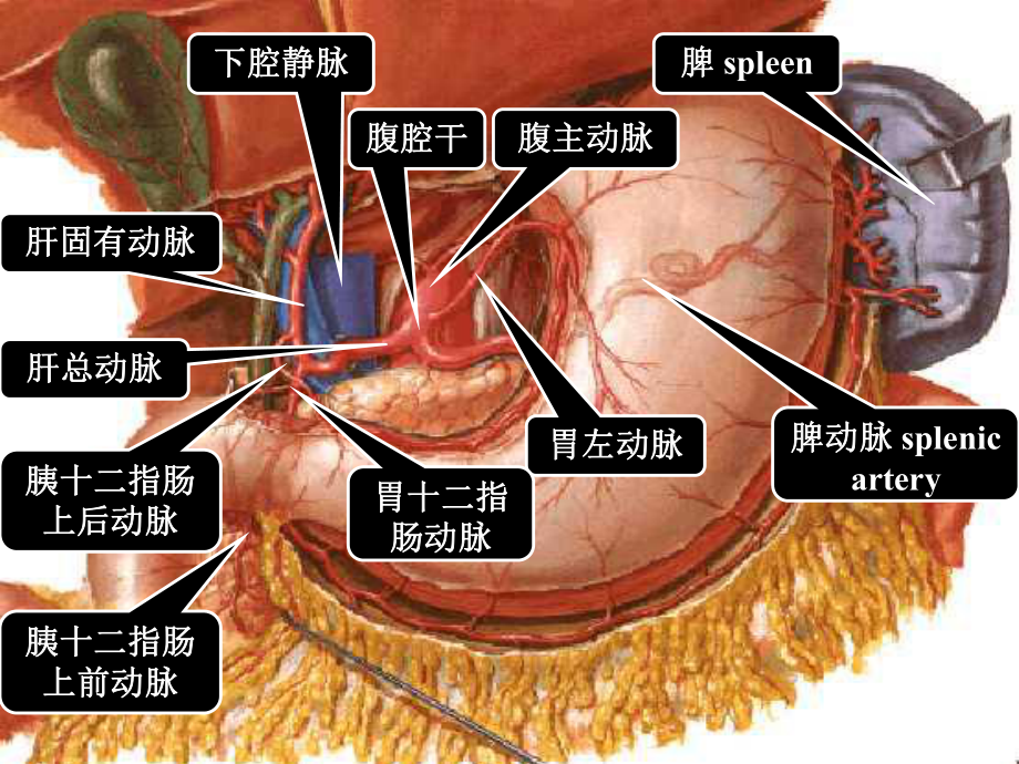 人的十二指肠结构培训课件.ppt_第2页