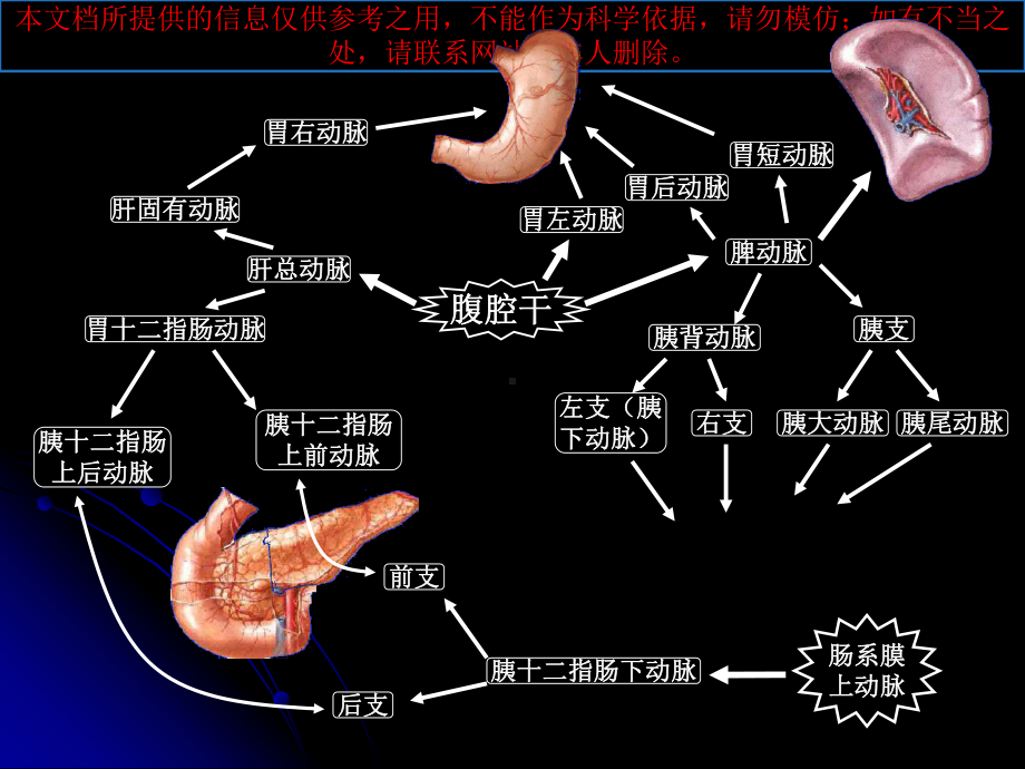 人的十二指肠结构培训课件.ppt_第3页