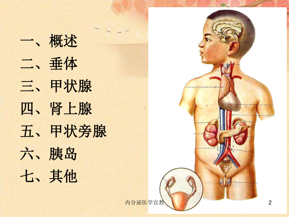 内分泌医学宣教培训课件.ppt_第2页