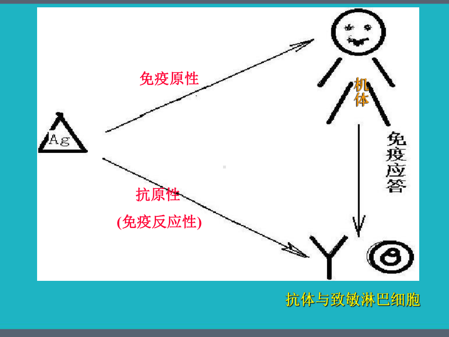 医学免疫学第二章-抗原-课件.pptx_第3页