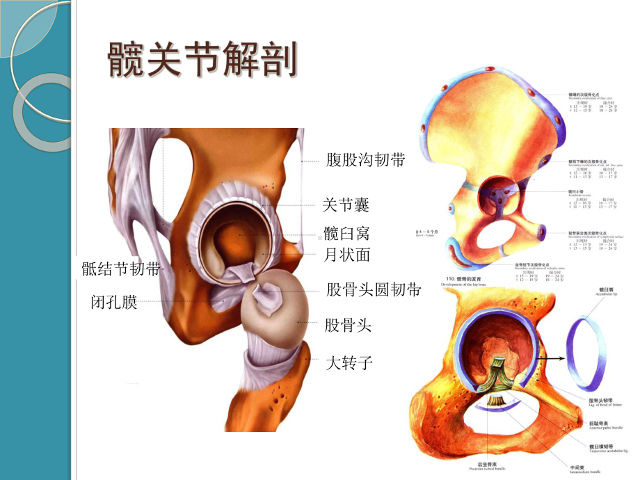 医学课件髋关节MRI检查与常见病诊断.ppt_第2页