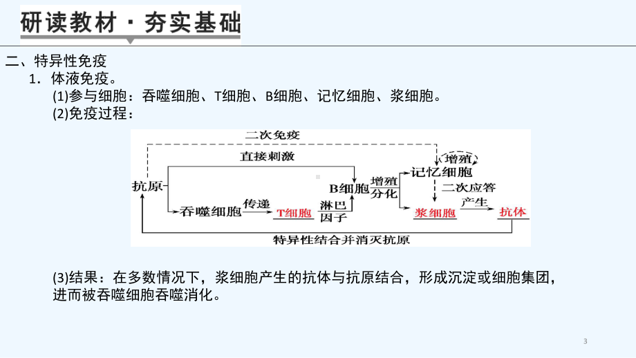 免疫调节一轮知识点课件.pptx_第3页