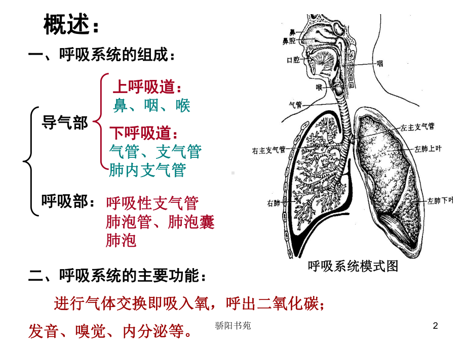 呼吸系统080403(骄阳书苑)课件.ppt_第2页