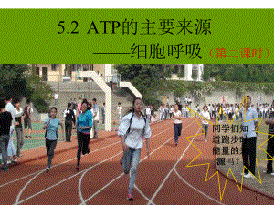 公开课细胞呼吸课件.ppt