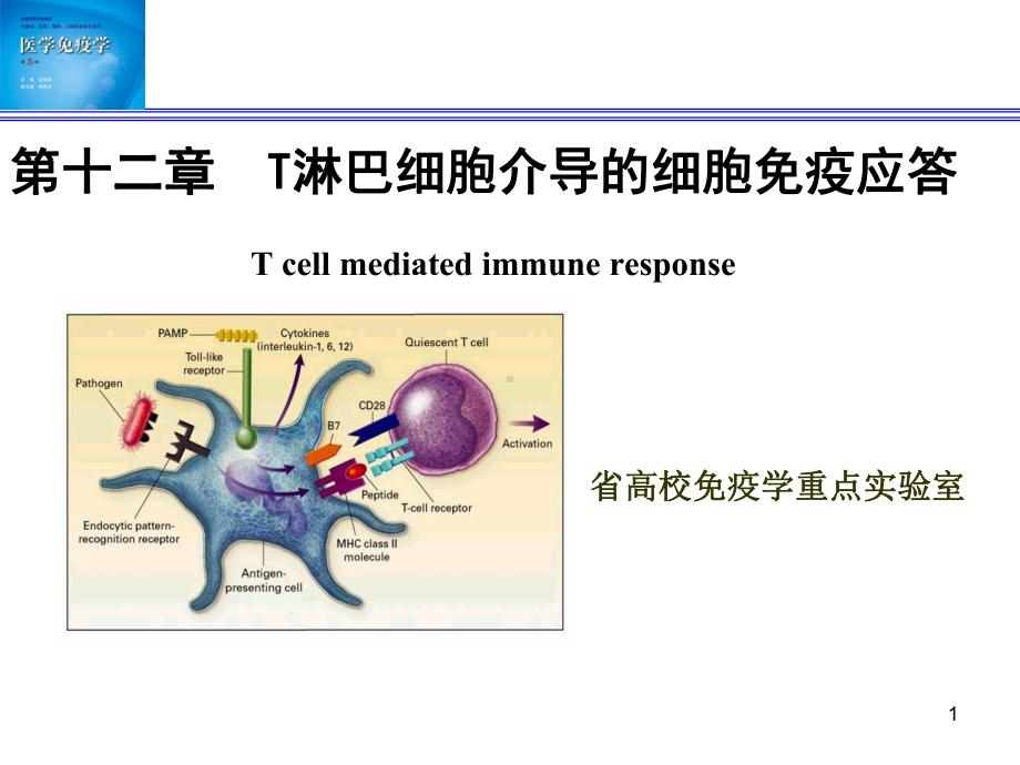 医学课件免疫学T细胞应答.ppt_第1页