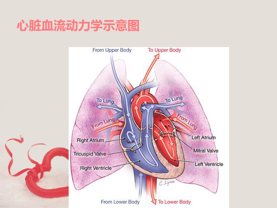 二尖瓣关闭不全护理查房课件.ppt_第2页