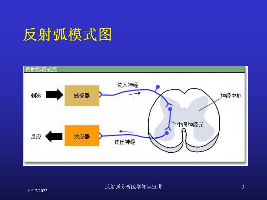 反射弧分析医学知识宣讲课件.ppt_第3页