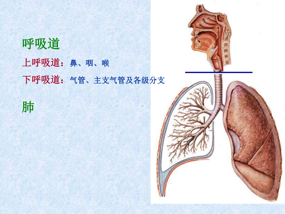 人体解剖学之呼吸系统课件.pptx_第2页