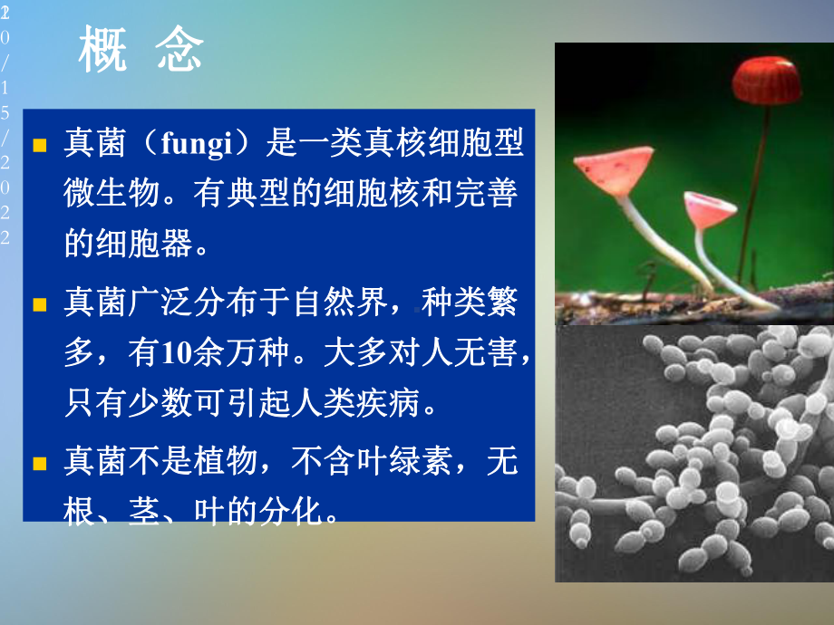 医学微生物真菌的基本性状课件.pptx_第2页