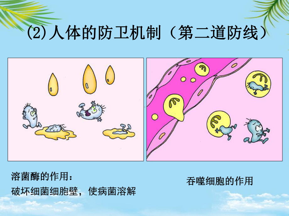 免疫调节试讲全面版课件.ppt_第3页