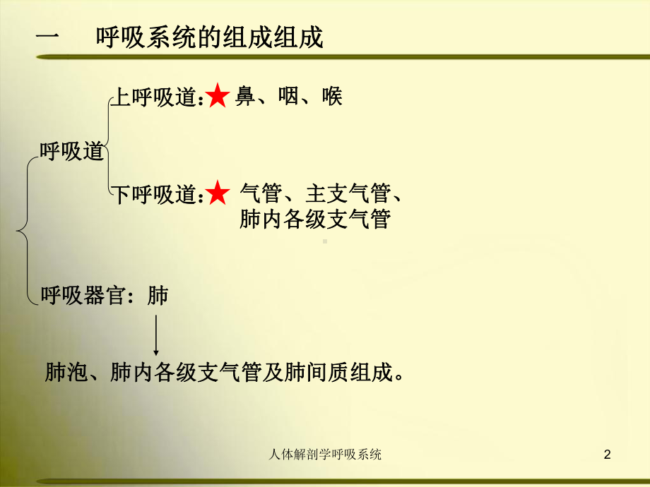 人体解剖学呼吸系统培训课件.ppt_第2页