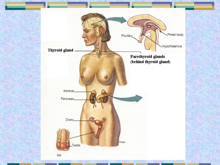人体解剖生理学课件jc整理第十三章-内分泌系统的结构与功能.ppt_第2页