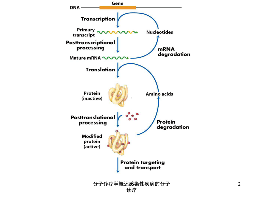 分子诊疗学概述感染性疾病的分子诊疗培训课件.ppt_第2页