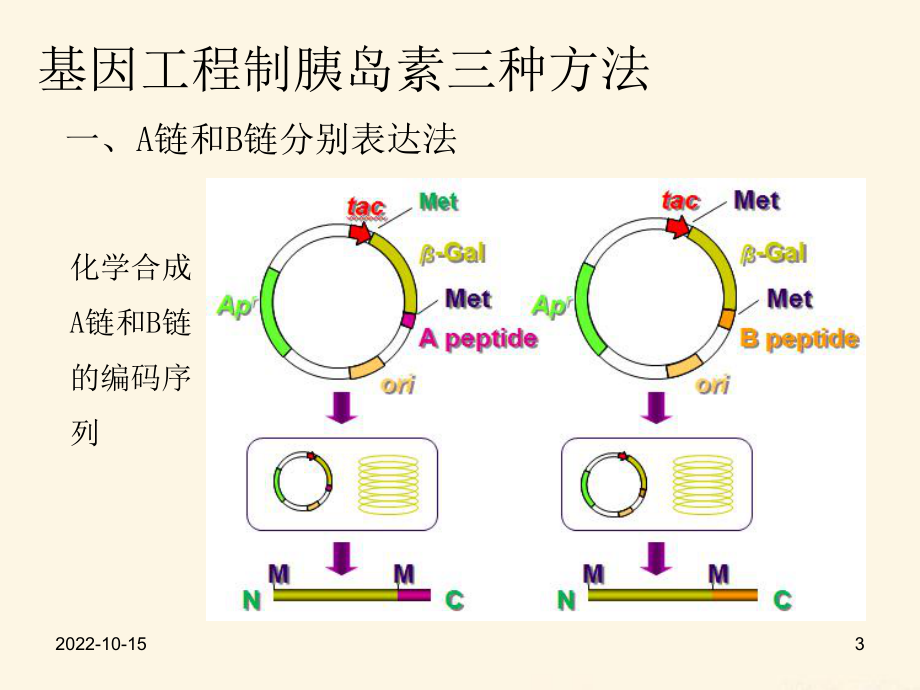 医学基因工程制胰岛素培训课件.ppt_第3页