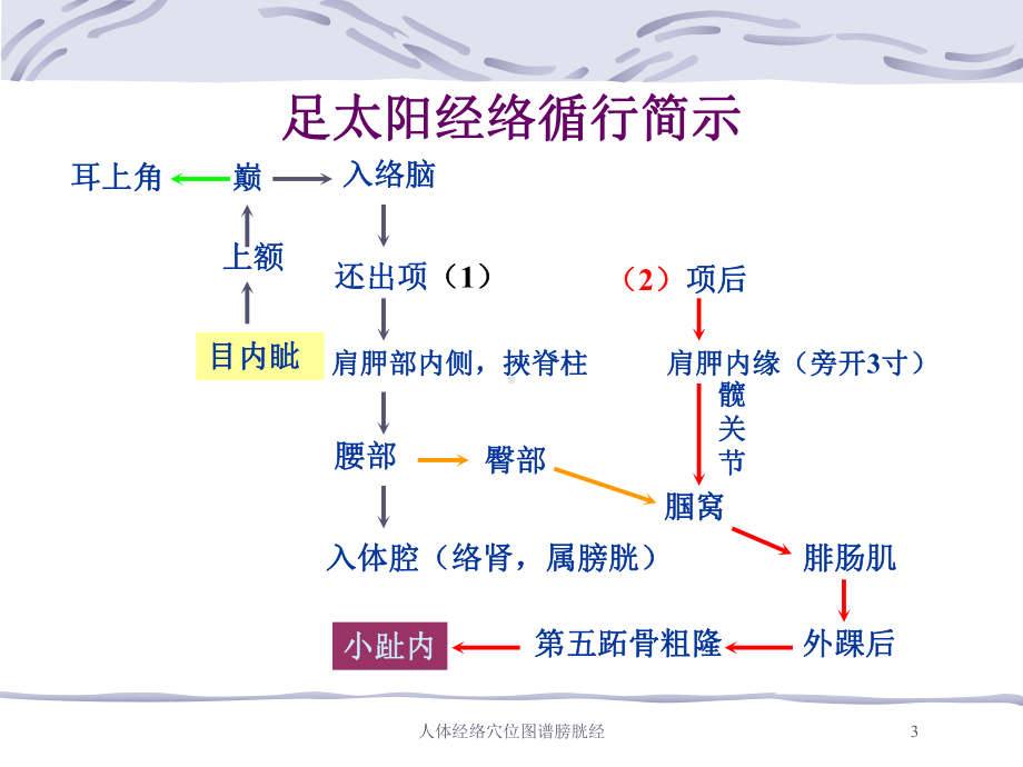 人体经络穴位图谱膀胱经培训课件.ppt_第3页