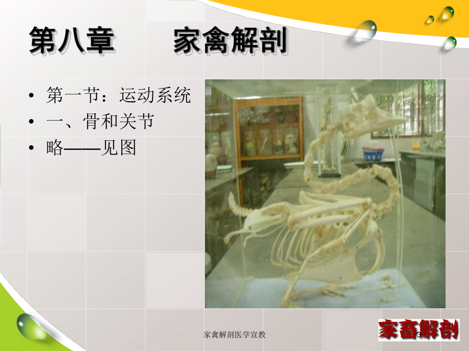 家禽解剖医学宣教培训课件.ppt_第3页