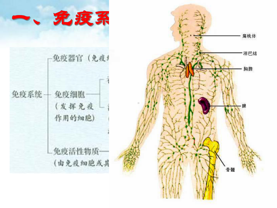 免疫系统与免疫功能课件2.ppt_第3页