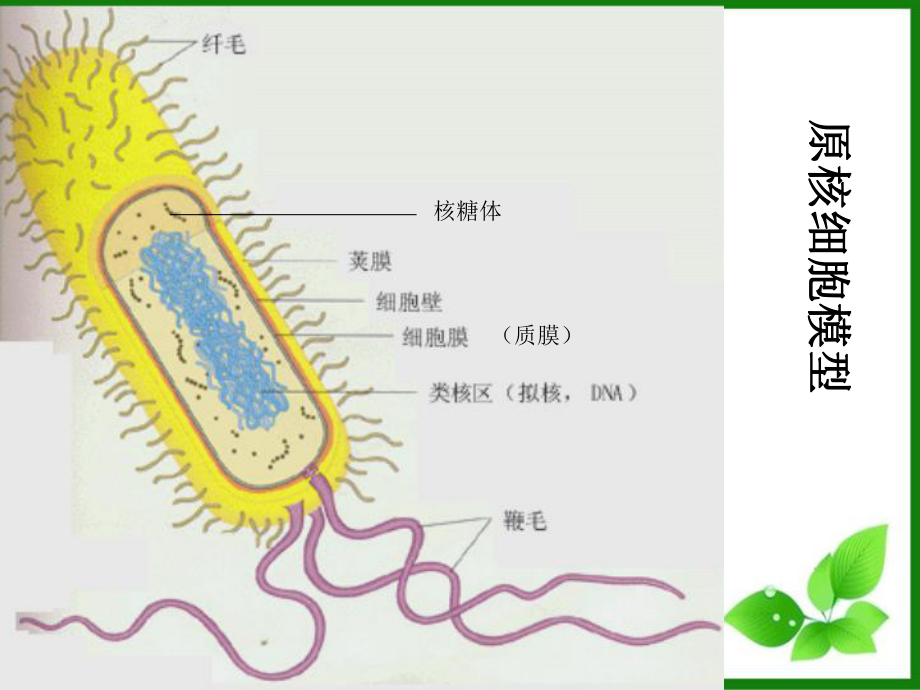 原核细胞课件-浙科版.ppt_第2页