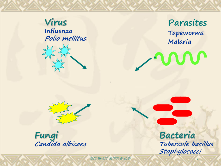 医学免疫学医学知识宣讲培训课件.ppt_第2页