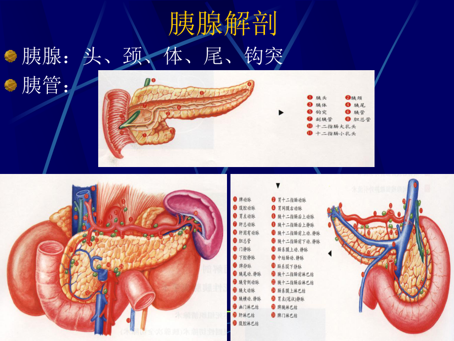 外科学课件-胰腺疾病.ppt_第3页