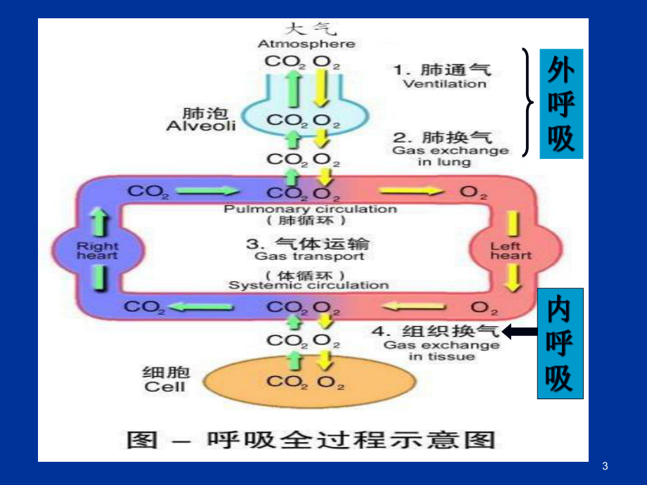 动物生理学呼吸生理完美课件.ppt_第3页