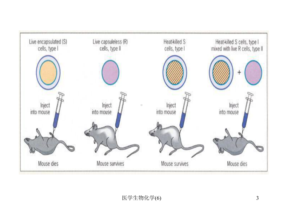 医学生物化学课件6.ppt_第3页