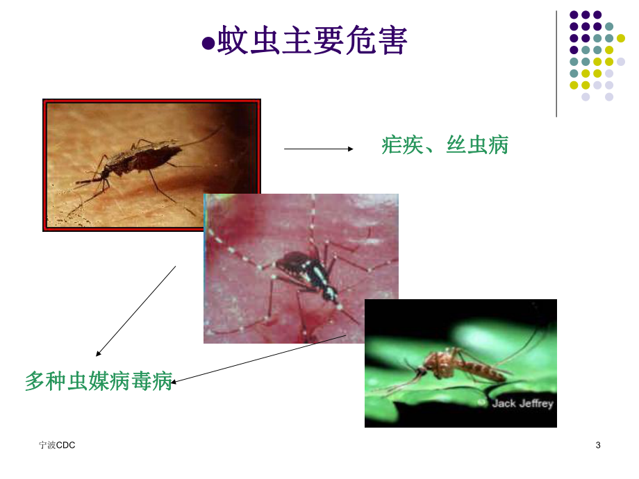 学校登革热灭蚊措施课件.ppt_第3页