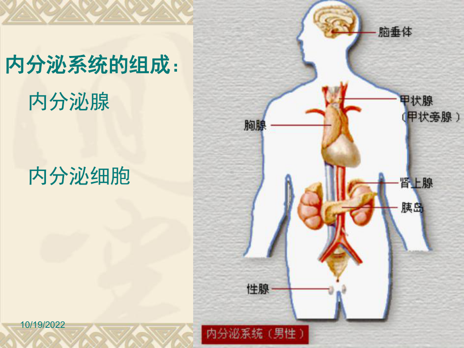 内分泌疾病课件.pptx_第2页