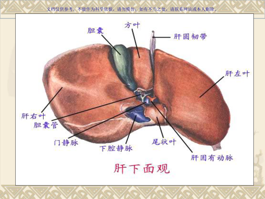 原发性肝癌的手术配合课件.ppt_第3页