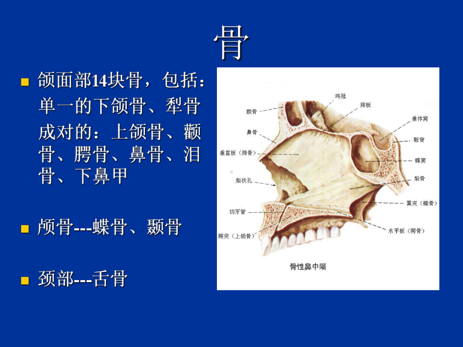 口腔颌面系统解剖上颌骨课件-2.ppt_第2页