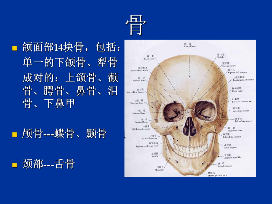 口腔颌面系统解剖上颌骨课件-2.ppt_第3页