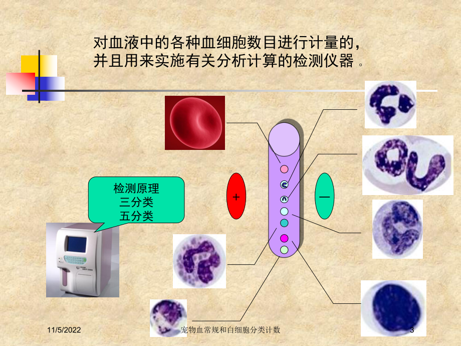 宠物血常规和白细胞分类计数培训课件.ppt_第3页