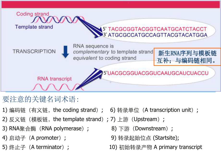 原核基因表达及其调控概要课件.ppt_第3页