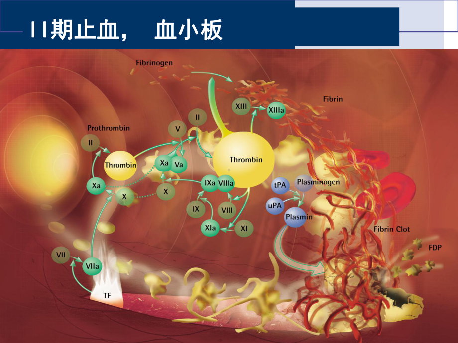 外科出血的内科处置培训课件.ppt_第3页