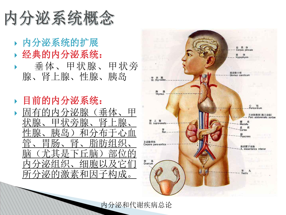 内分泌和代谢疾病总论培训课件.ppt_第3页