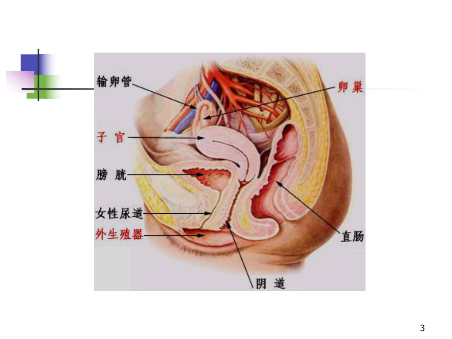 妇科疾病超声诊断-课件.ppt_第3页