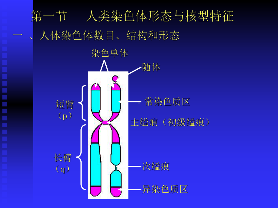 人染色体与染色体病课件.pptx_第2页