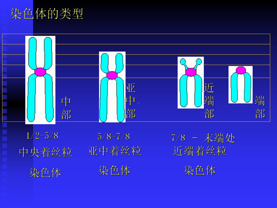 人染色体与染色体病课件.pptx_第3页