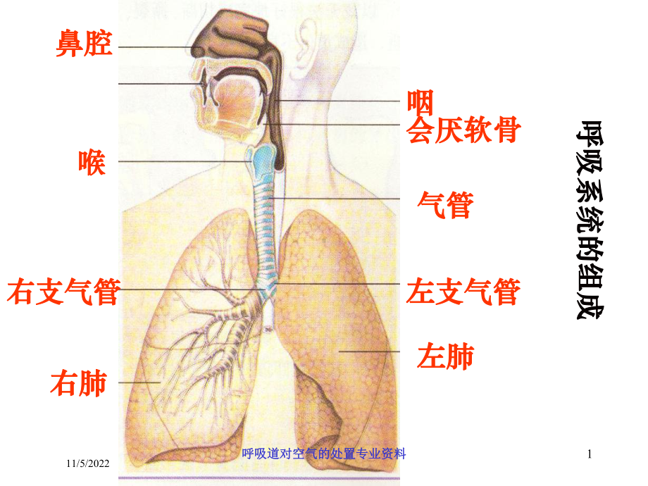 呼吸道对空气的处置专业培训课件.ppt_第1页