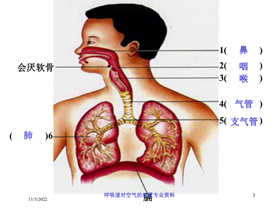 呼吸道对空气的处置专业培训课件.ppt_第3页