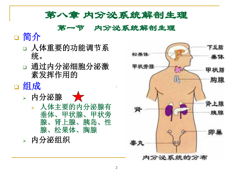 内分泌系统解剖生理综述课件.ppt_第2页