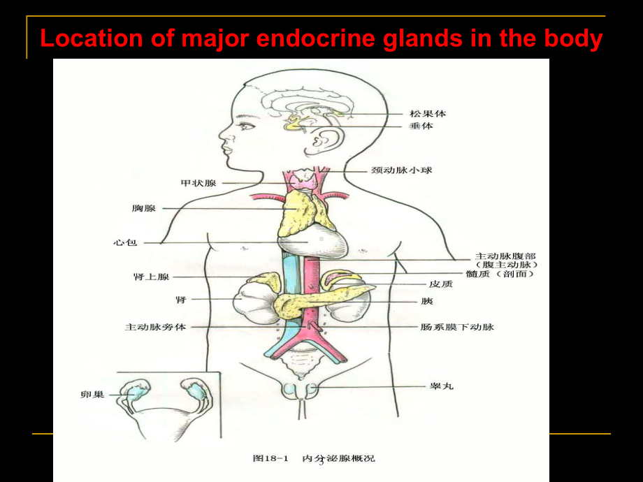 内分泌系统解剖生理综述课件.ppt_第3页