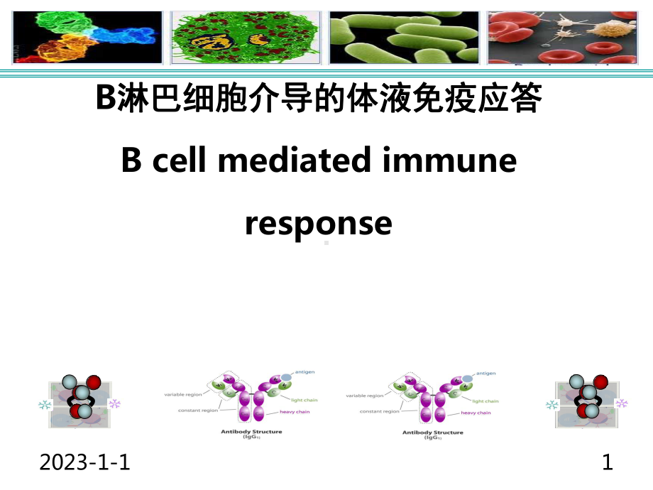 免疫学B细胞介导的体液免疫应答课件.ppt_第1页